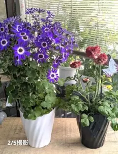 ♡さくらもち様♡