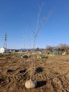 2026年最新】アオダモ 株立ちの人気アイテム - メルカリ