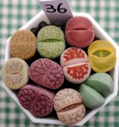 多肉植物リトープス/コノフィツム/メセン　大玉　カラフルセット　土付き　S36