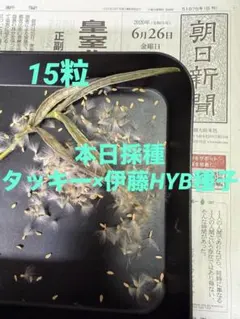 2026年最新】パキポディウム タッキーの人気アイテム - メルカリ