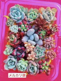 多肉弁当 寄せ植えセット 詰め合わせ カット苗