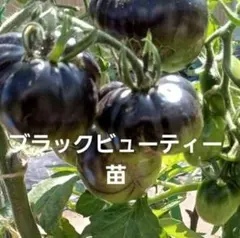 2026年最新】ブラックビューティートマトの人気アイテム - メルカリ