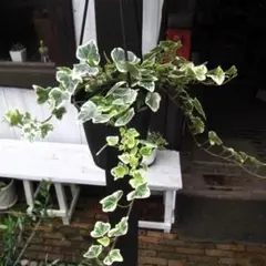 現物「アイビー・ホワイトワンダー 吊り」４号　Hedera helixのサムネイル