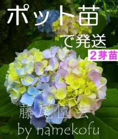 63F【ポットで発送】紫陽花 2025年挿し木苗　1ポット アジサイのサムネイル
