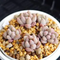 リンゼアナ×ベビーフィンガー エケベリア 抜き苗 小苗 多肉植物 寄せ植えにも◎のサムネイル