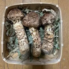 岩手県久慈市産松茸800g 2025年最新】岩手県産松茸 久慈の人気アイテム - メルカリ
