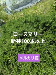 an bproduce様 リクエスト 2点 まとめ商品