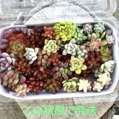 多肉植物　カラフル寄せ植えセット
