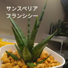 サンスベリア　フランシシー　根付きのサムネイル