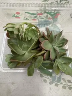 多肉植物 エケベリア系 寄せ植え用 カット苗セットのサムネイル