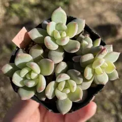 2025年最新】サボテン相談室の人気アイテム - メルカリ