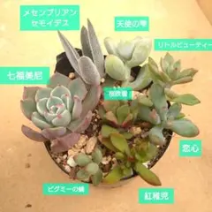 【抜き苗】多肉植物 詰め合わせ C