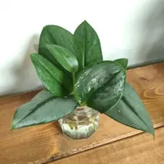 スキンダプサス　セット A2 スキンダプサス セット A2