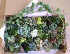 46 ちび苗　カット苗セット　多肉植物　寄せ植えセット　ちまちま寄せのサムネイル