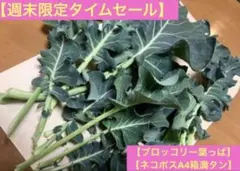 【数量限定タイムセール】採りたて❗️ブロッコリー葉っぱ‼️ネコポスA4箱満タン〜♪