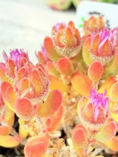 くぅーちゃん様 リクエスト 3点 まとめ商品