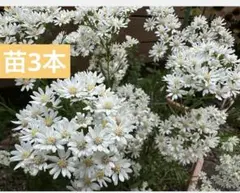 雪白柳葉友禅菊(セッパくクヤナギバユウゼンキク)宿根草白い花 - メルカリ