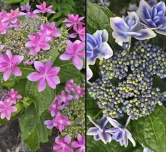 ガクアジサイ 紫陽花 オーガニック 苗 | Mercari