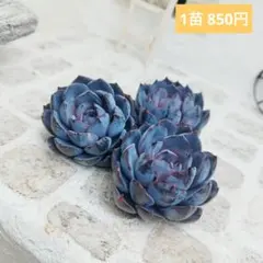 Tadashi Nomura様 リクエスト 2点 まとめ商品