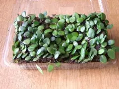 Bee☆即購入OK☆様 リクエスト 3点 まとめ商品