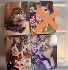 猫カフェmocha にゃんずトレカ どきどきバレンタイン 羽生店 - メルカリ