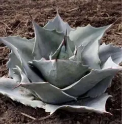 2025年最新】オバティフォリア ドワーフの人気アイテム - メルカリ