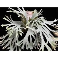 2026年最新】FSQ ビカクシダの人気アイテム - メルカリ