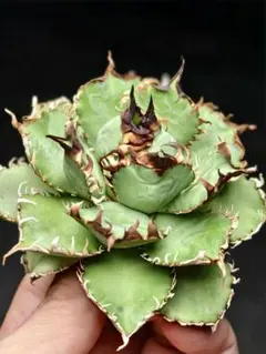 2025年最新】アガベフィリグリーの人気アイテム - メルカリ