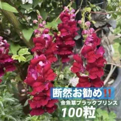 900春夏〜秋まで咲く優秀‼️豪華な花穂❤️金魚草ブラックプリンス❣️冬もお洒落な黒葉