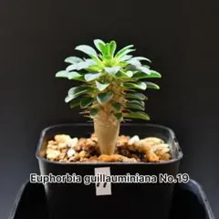 2026年最新】ユーフォルビアギラウミニアナの人気アイテム - メルカリ