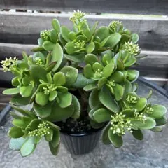 2025年最新】金の成る木の人気アイテム - メルカリ