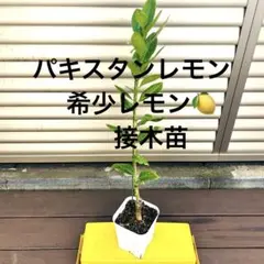 2025年最新】パキスタンレモン 苗の人気アイテム - メルカリ