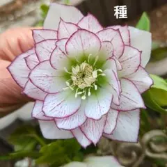 クリスマスローズの種 白い多弁花 大輪 12粒 - メルカリ