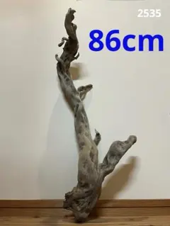 Item thumbnail for item cbeb2e0e-5e9c-44a9-9378-8ac35a8f56b0