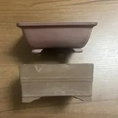 泥鉢　2鉢セット　小品盆栽　ミニ盆栽のサムネイル