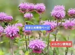 のんちゃん様 リクエスト 2点 まとめ商品