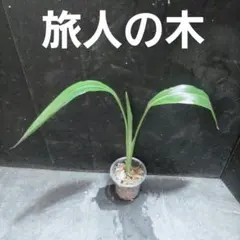 旅人の木 幼苗のサムネイル