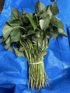 パープルスイートロード　　　　苗　　中島勝利さま専用