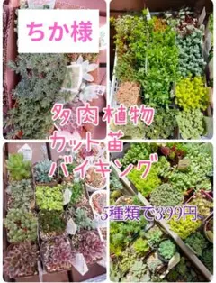 ちか様ご専用ページ❣️多肉植物 カット苗 セダムバイキング ❣️