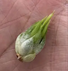 2026年最新】ionantha nizandaの人気アイテム - メルカリ