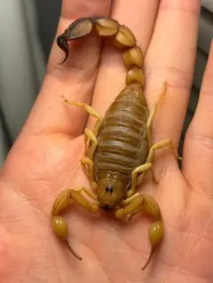特定外来生物のイエローファットテールスコーピオン 標本 全長8cm程