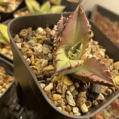 2026年最新】アガベわしゃわしゃの人気アイテム - メルカリ