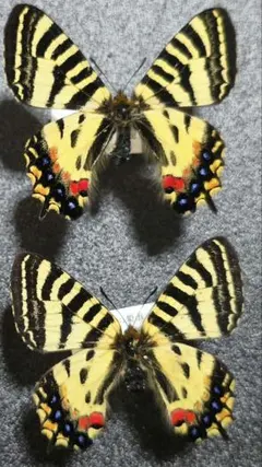 パルナシウスの王者 オートクラトールウスバシロチョウ ペア - メルカリ