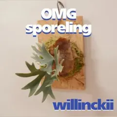 ビカクシダ OMG ウィリンキードワーフ 板付 O-20 - メルカリ