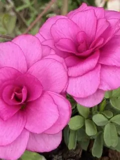 オキザリス Oxalis glabra double pink form 球根のサムネイル