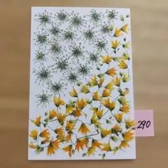 メラスフェルラ NO10 2026年つぼみ付き 押し花 押し花素材 - メルカリ