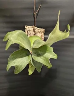 す*ー様 【数量限定】ビカクシダ胞子　56種セット 2025年最新】ビカクシダ 胞子の人気アイテム - メルカリ