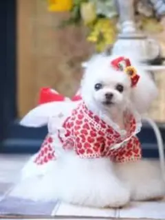 2026年最新】パピリーヒルズ犬服の人気アイテム - メルカリ