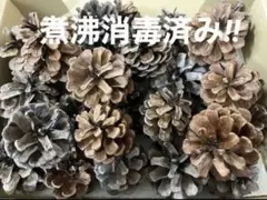 大特価‼︎松ぼっくり大容量　リース　飾り付け　宅急便コンパクトにたくさんはいるだけ
