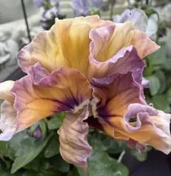 PECO様 リクエスト 2点 まとめ商品